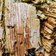 Wood is good.
